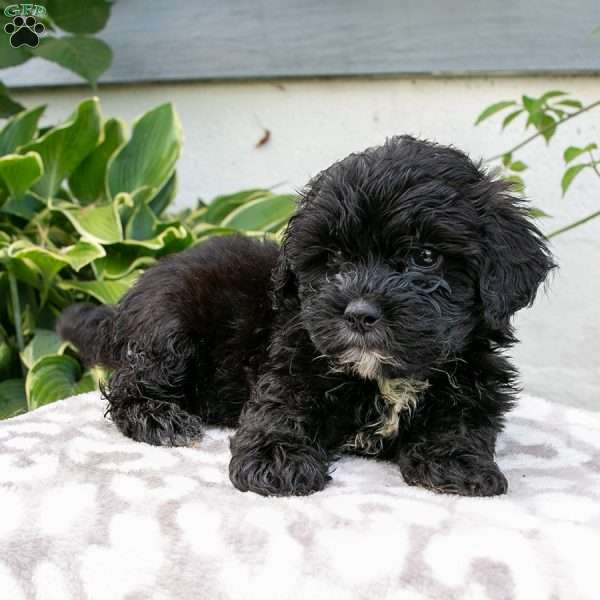 Hawk, Shih-Poo Puppy